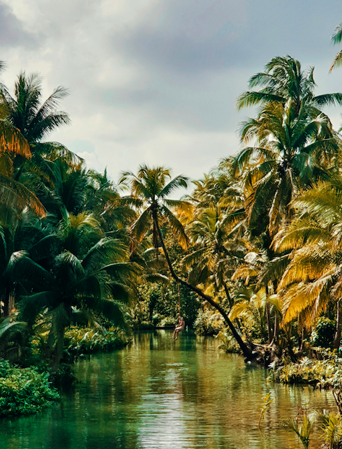 wholistic healing yellow & white flower balancing senses